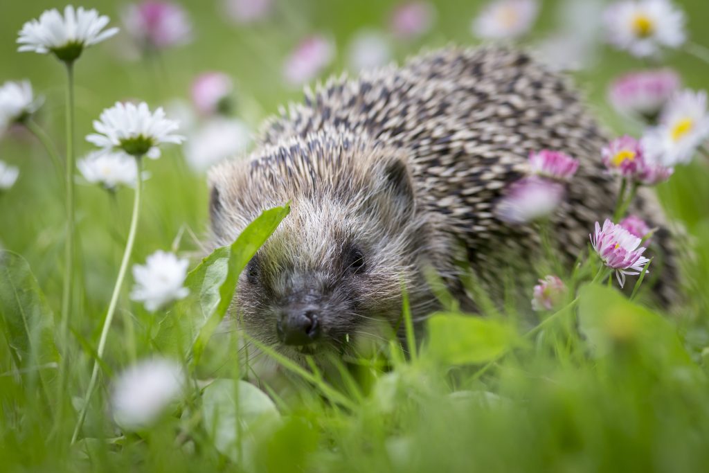 Herisson dans les fleurs