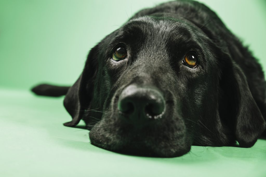 sadDog